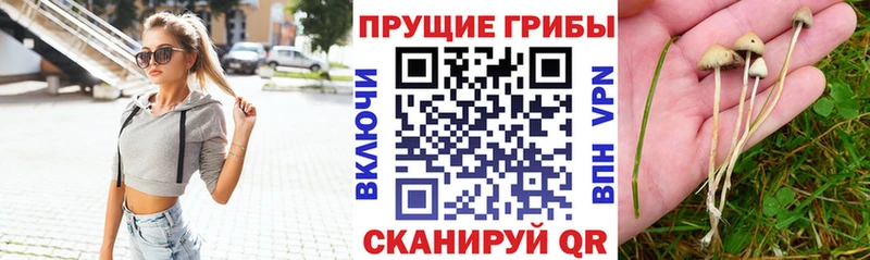 Псилоцибиновые грибы Psilocybine cubensis  Новомичуринск 